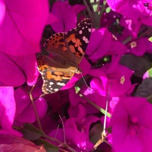 Meet your Posher, Sunshine